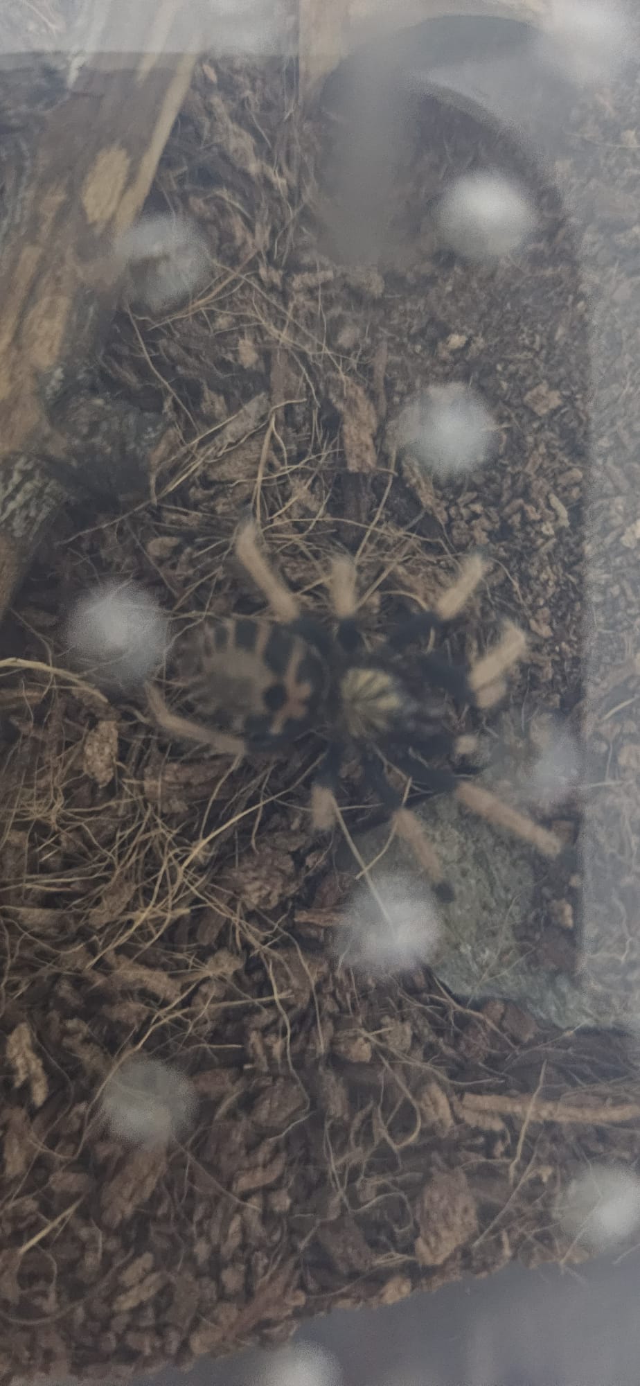 De la un Tatuaj la Opt Picioare: Odiseea mea în Lumea Tarantulelor