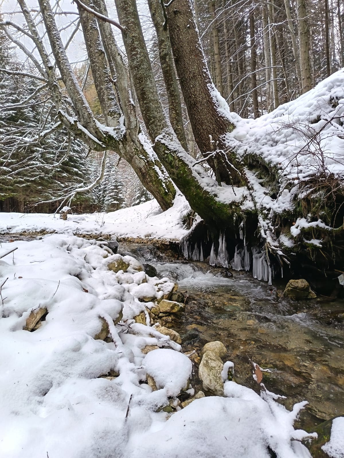 'Testul de Iarnă în Poiana Magică' de Mihai Cosca