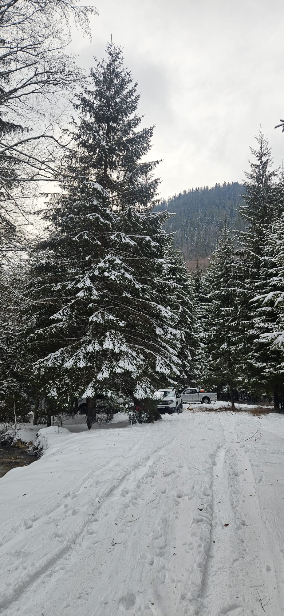 'Testul de Iarnă în Poiana Magică' de Mihai Cosca